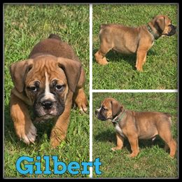 Gilbert - Fawn and white male Olde English Bulldogge puppy in Wheeler, Michigan from Haase Family Kennels