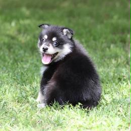 Dandy - Black and white male Pomsky puppy in Wolfe City, Texas from Susan Warnock