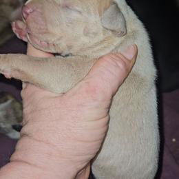 Silver Fawn Merle - Merle male Great Dane puppy in Biscoe, North Carolina from Clouser's Bodacious Danes & Miniature Schnauzers