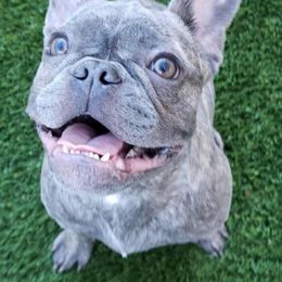 French Bulldogs from C.Lee Family Frenchies