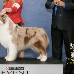 Australian Shepherds from Peppered Acres