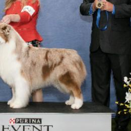Australian Shepherds from Peppered Acres