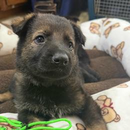 Mr Lime - Sable male German Shepherd puppy in Berlin, Wisconsin from Gypsy Miracle Kennels