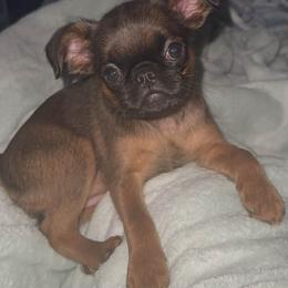 Brussels Griffon Puppies from Looking Glass Brussels Griffons