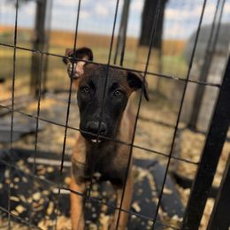 Boy 4 - Red sable male Belgian Malinois puppy in Russellville, Kentucky from KCK9