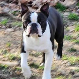 Boston Terrier puppies from Boston Terriers