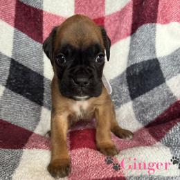 Ginger - Fawn female Boxer puppy in Cicero, New York from MK Boxer Haven of CNY