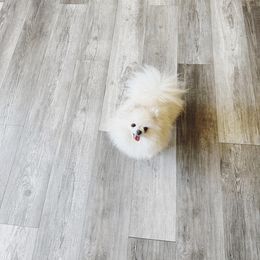 Baby - Pomeranian