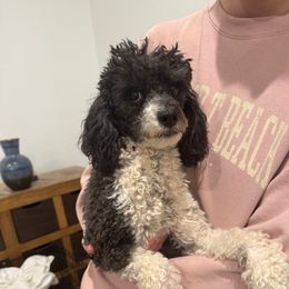 Gemma - Parti female Poodle puppy in Queen Creek, Arizona from Prestigious Toy Poodles