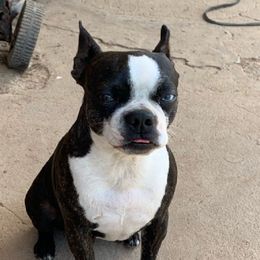 Tink - Boston Terrier