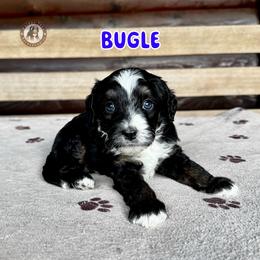 Bugle - Tri-color male Bernedoodle puppy in Banner Elk, North Carolina from Walnut Tree Bernedoodles