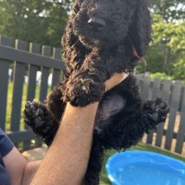 Sally ( pink gingham) - Parti female Poodle puppy in Gainesville, Georgia from Rose’s Goldendoodles & Standard Poodles