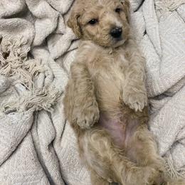 Goldendoodle Puppies from Glamorous Golden Doodles