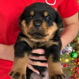 Axel - Black and mahogany male Rottweiler puppy in Grass Valley, California from Rottweiler vom Hause Wolf