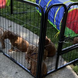 Bernedoodles and Goldendoodles from Whispering Pines Doodles