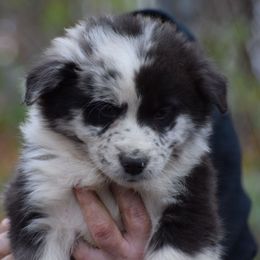 Girl 1 - Blue merle female Australian Shepherd puppy in Three Rivers, Michigan from Mitten Australian Shepherds