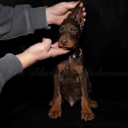 "C litter" Doberman Pinscher Puppies from Black Star Dobermans