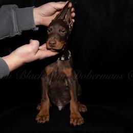 "C litter" Doberman Pinscher Puppies from Black Star Dobermans