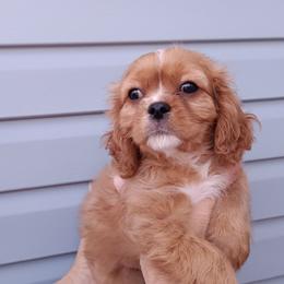 Rusty - Ruby male Cavalier King Charles Spaniel puppy in Colorado Springs, Colorado from Mina's Spaniel