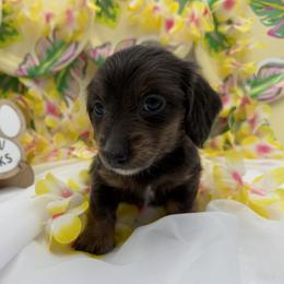 Coco - Blue and tan female Dachshund puppy in Waseca, Minnesota from Dragonfly Doxies