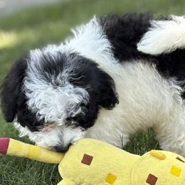 Libra - Black and white female Bernedoodle puppy in Larimer County, Colorado from Puppy Love Doodles