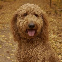 Goldendoodles from Wantadoodle