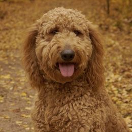 Goldendoodles from Wantadoodle