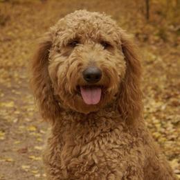 Goldendoodles from Wantadoodle