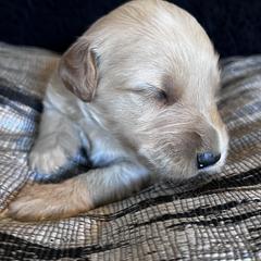 Girl 2 - Cream female Whoodle puppy in Corinth, Maine from Whoodles of Maine