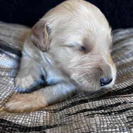 Girl 2 - Cream female Whoodle puppy in Corinth, Maine from Whoodles of Maine