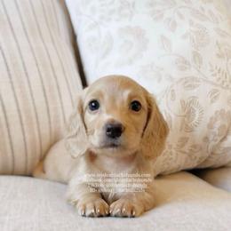 Chai - Cream female Dachshund puppy in Cape Coral, Florida from Dear Dachshunds