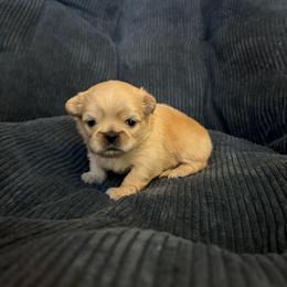Blonde boy - Cream male Pekingese puppy in Mustang, Oklahoma from Ashlyn's Pups