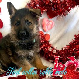 Teal collar - Sable male German Shepherd puppy in Canterbury, Connecticut from Nachtwaechter German Shepherds, LLC