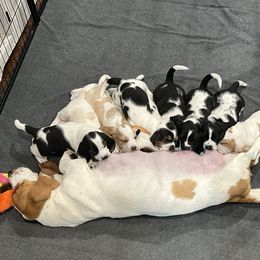 Basset Hound Puppies from Bear’s Bassets