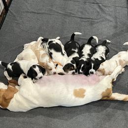 Basset Hound Puppies from Bear’s Bassets