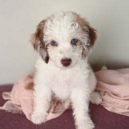 Aussiedoodle Puppies from Frenchie LOVE and Doodles