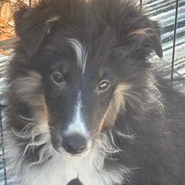 Boy 3 - Black white and tan male Shetland Sheepdog puppy in Pensacola, Florida from Nancy Barger's Siberian Huskies