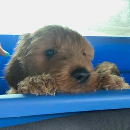 Goldendoodles from Henshey goldendoodles