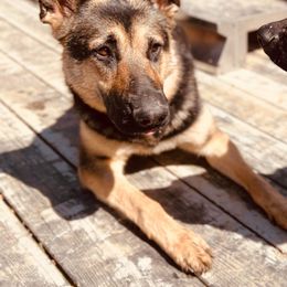 German Shepherds from Nosey Shepherds