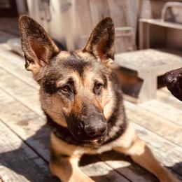 German Shepherds from Nosey Shepherds