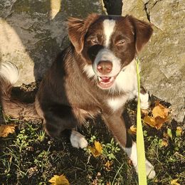 Copper - Australian Shepherd