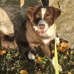 Copper - Australian Shepherd