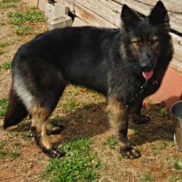 Fally - German Shepherd