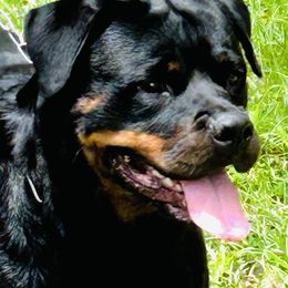 Kat - Rottweiler