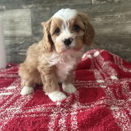 Taylor - Red male Cavapoo puppy in Osseo, Michigan from Smiths Fluffy butts
