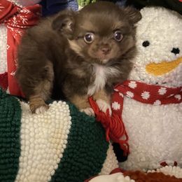 Hershey Kiss - Black male Chihuahua puppy in Red Bluff, California from Aye Chihuahua