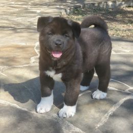 Akita Puppies from Folklore Akitas
