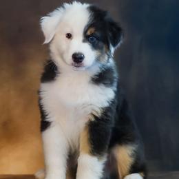 Lewis - Black tri-color male Australian Shepherd puppy in Frazee, Minnesota from Beacon Hill Aussies