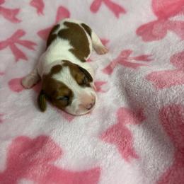 Harry - Piebald male Dachshund puppy in Lake City, Florida from My Ditzy Doxies of Florida
