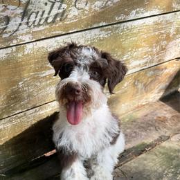 Lillian - Parti female Miniature Schnauzer puppy in Clover, South Carolina from Bobo’s Babies Kennels